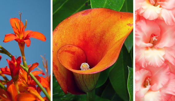 Bollenveiling zomerbloeiers