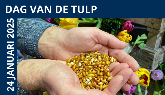 Dag van de Tulp / Hobaho Workshop Weefselkweek Tulp: een schone start